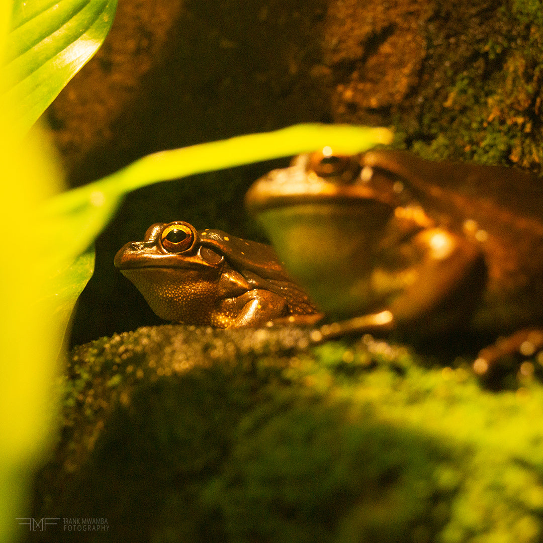 FMF-’Frog Bros’-Wildlife