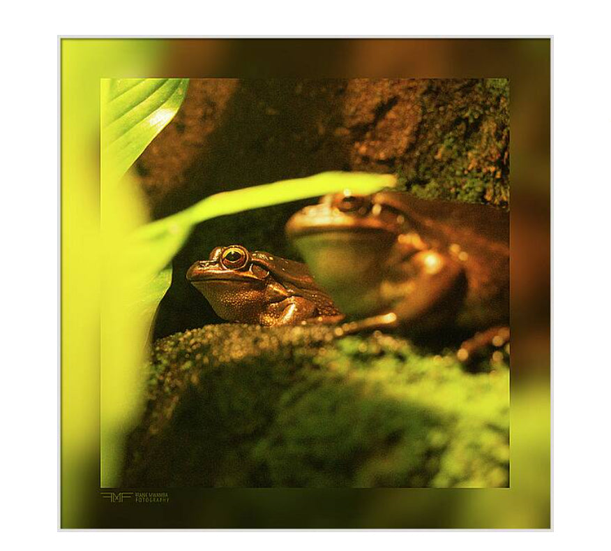 FMF-’Frog Bros’-Wildlife