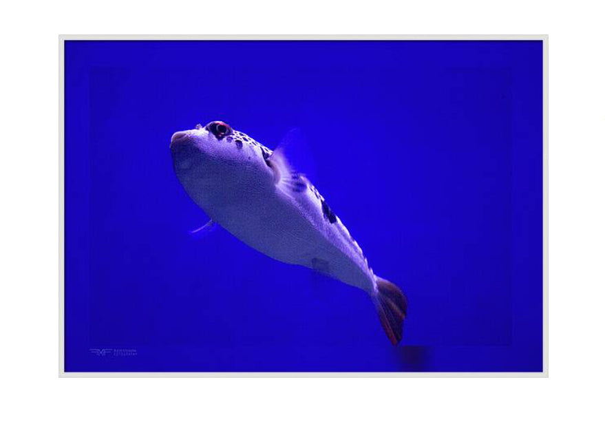 FMF-'In Blues'-Wildlife
