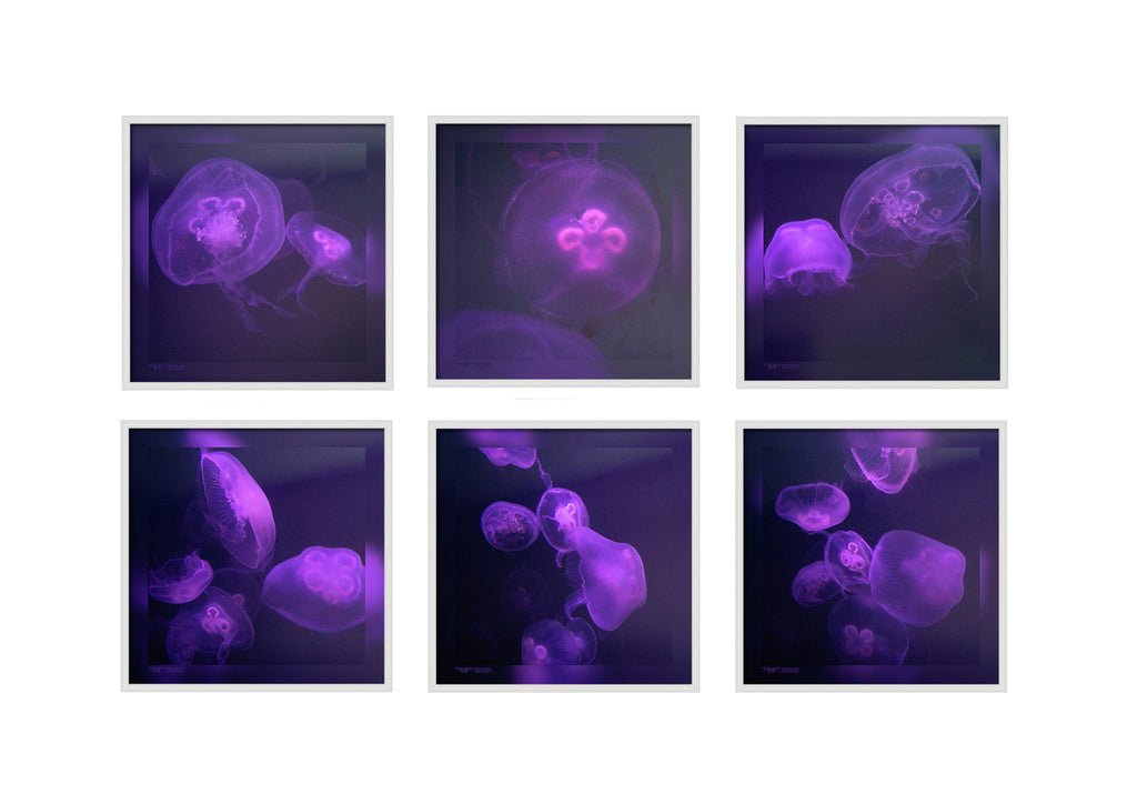 FMF-'Live Lavender' 6 Combo
