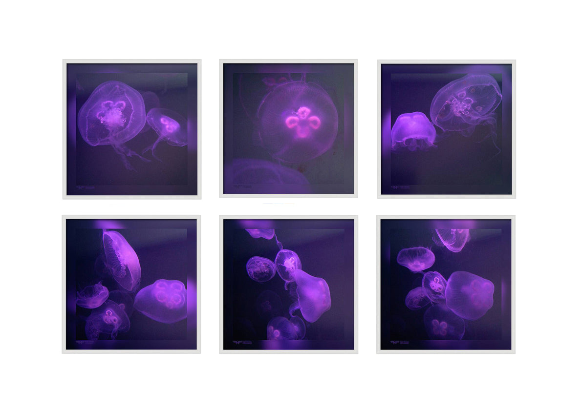 FMF-'Live Lavender' 6 Combo