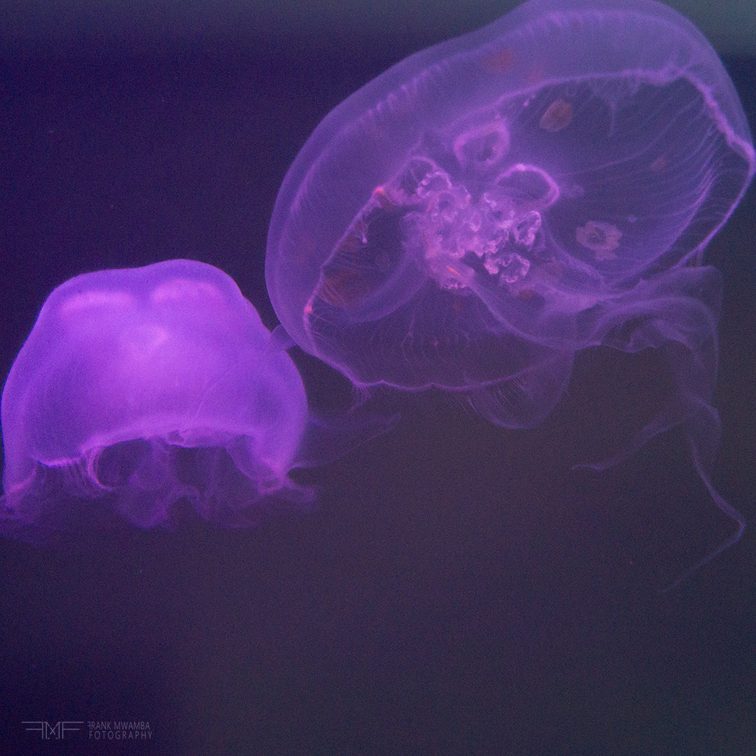 FMF-'Live Lavender III'-Wildlife