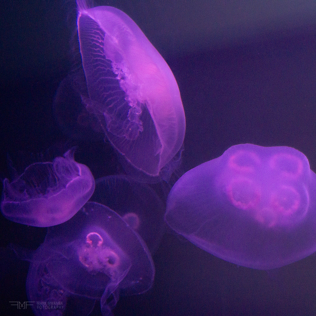 FMF-'Live Lavender IV'-Wildlife