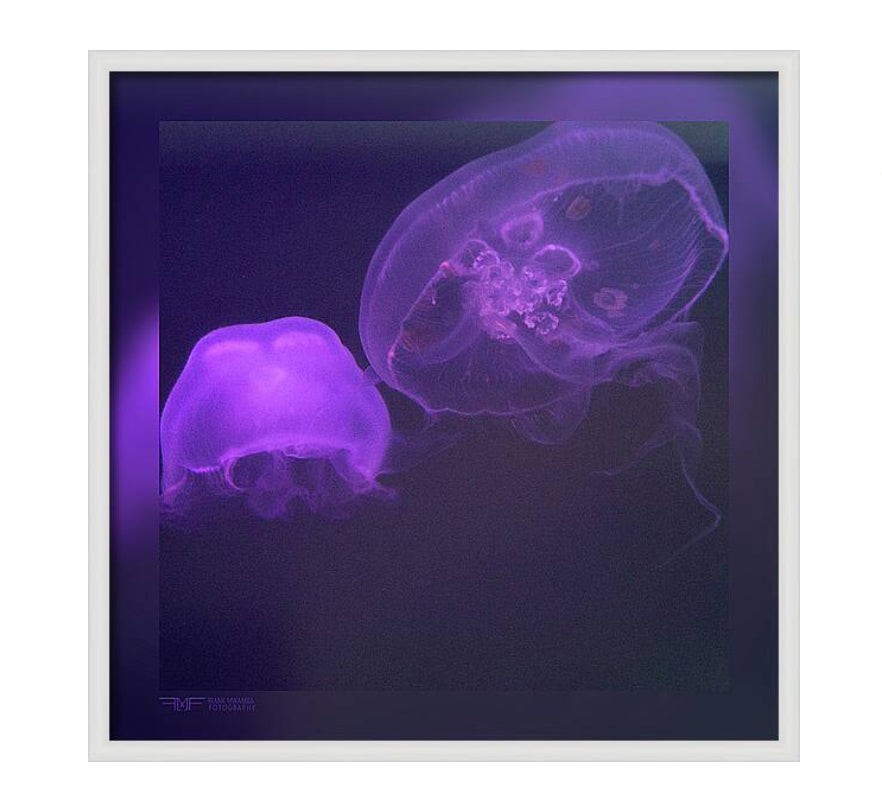 FMF-'Live Lavender III'-Wildlife