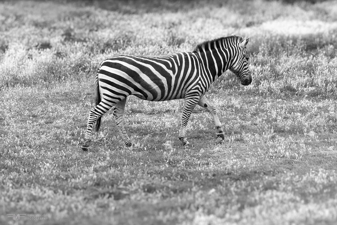 FMF-'Walking Stripes'-Wildlife